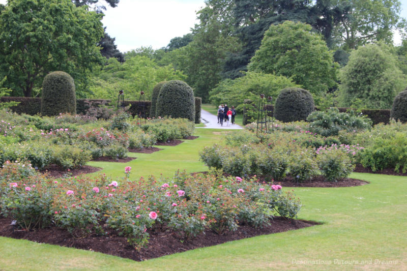 Beds of roses in Kew Rose Garden which is surrounded by shrubs and trees