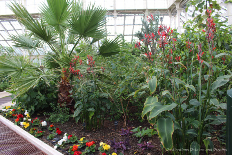 A collection of flowering plants and fern-like greenery inside the Temperate House at Kew Gardens