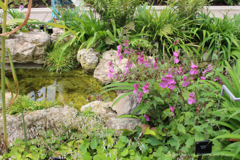 Plants and rocks alongside a pond in the Temperate House at Kew Gardens