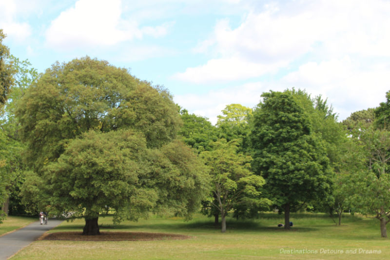 Trees at Kew Gardens