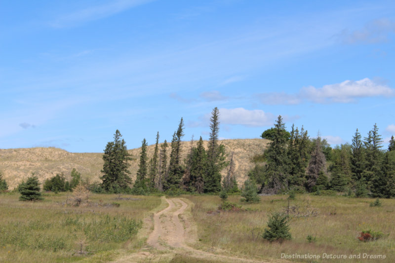 Dunes of sand rising from treed grassland in Manitoba