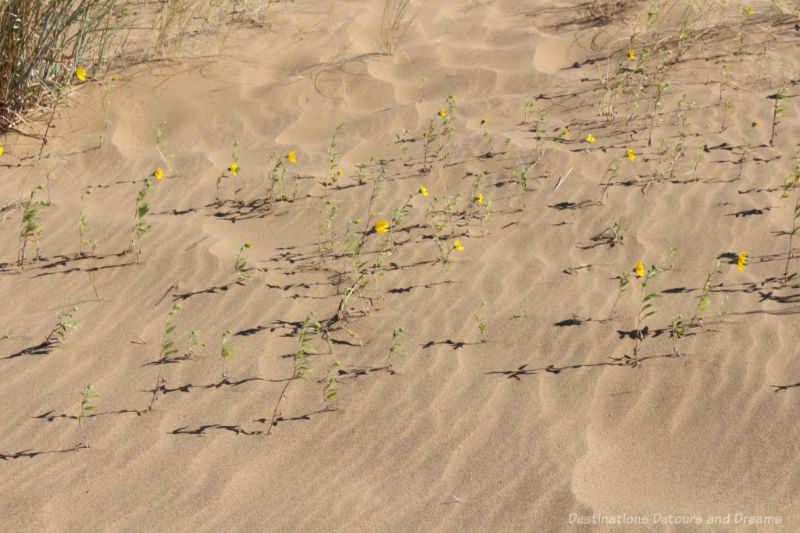Yellow flowers growing in the sand at Spirit Sands, Manitoba