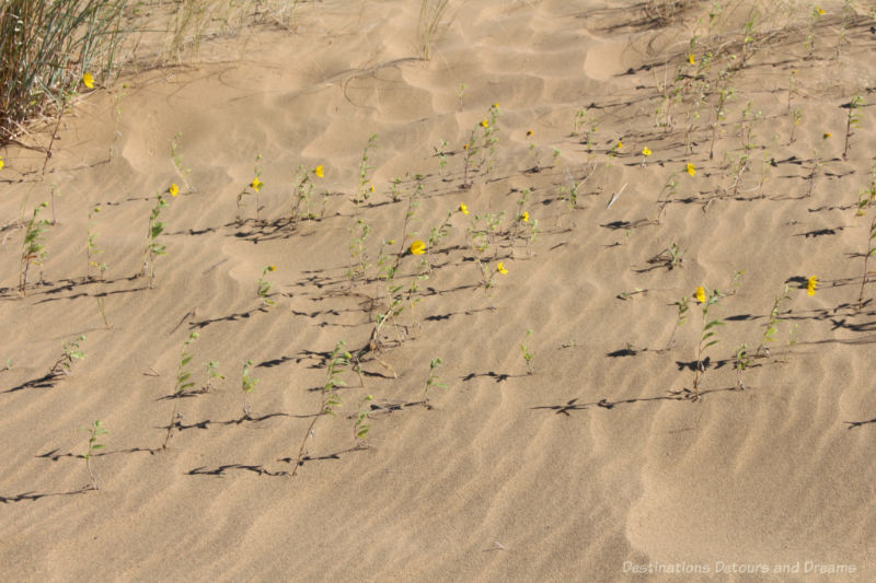 Spirit Sands Flowers Yellow flowers growing in the sand at Spirit Sands, Manitoba