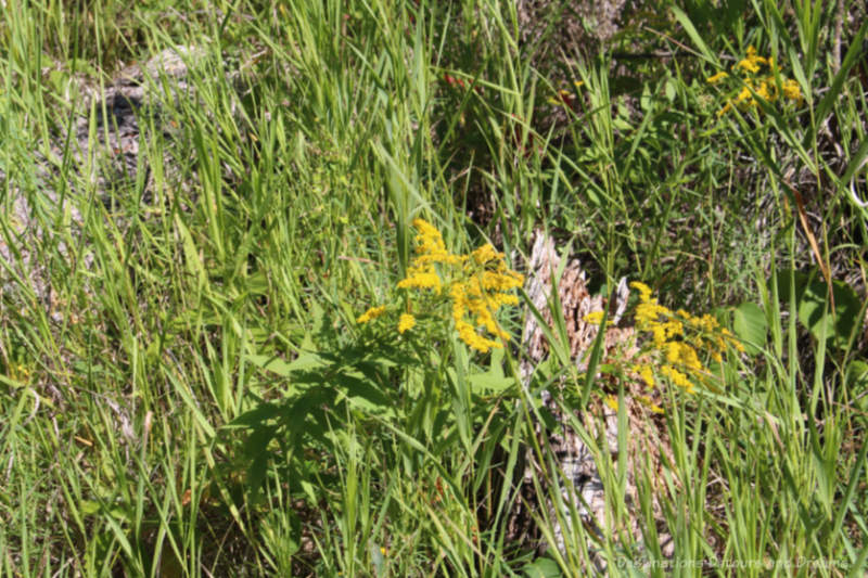 Spirit Sands Goldenrod Goldenrod