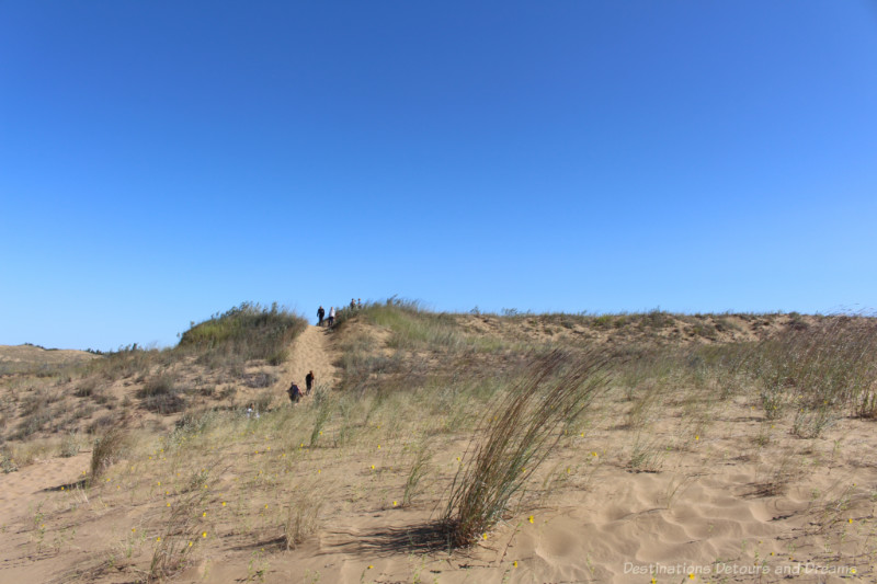 Low sand hill with vegetation growing