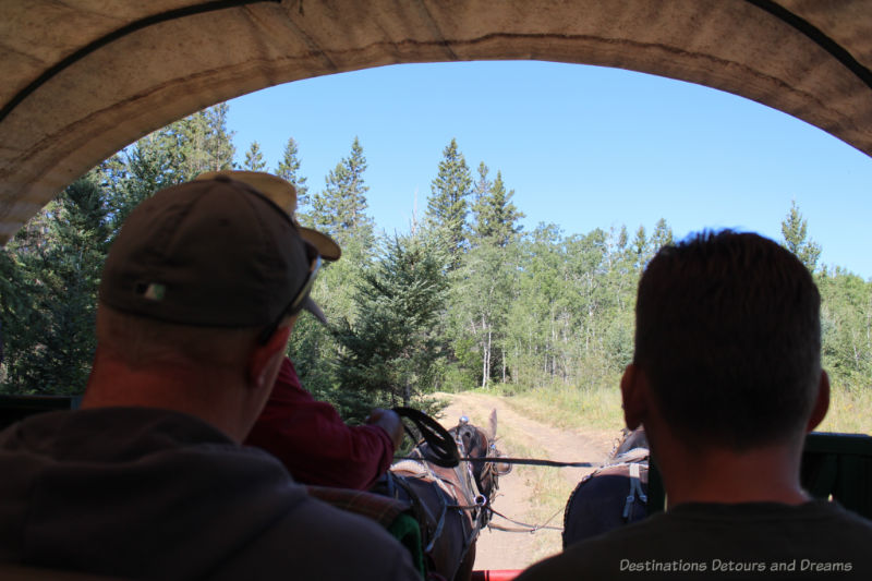 Looking out the front of a horse-drawn covered wagon on a trail bordered by aspen and spruce in Spirit Sands, Manitoba