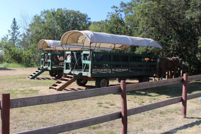 Spirit Sands Wagons Horse-drawn covered wagons waiting to take a tour through Spirit Sands in Manitoba
