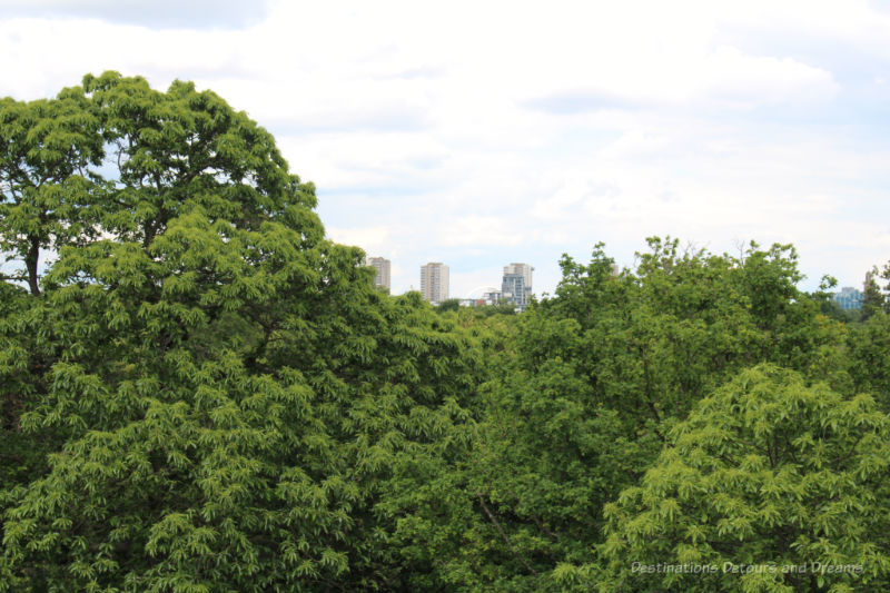 Tall buildings of the city beyond the trees at Kew Gardens Treetop Walkway