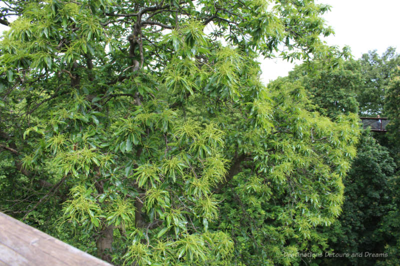 Leaves of tree tops from the Treetop Walkway at Kew