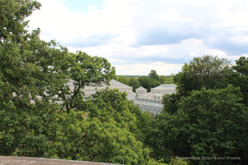 Ceilings of Kew Gardens glasshouses amid the tops of trees as viewed from above in the Treetop Walkway