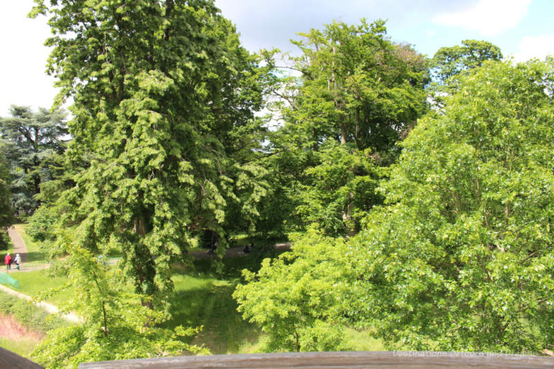 Trees viewed from above at Kew Gardens