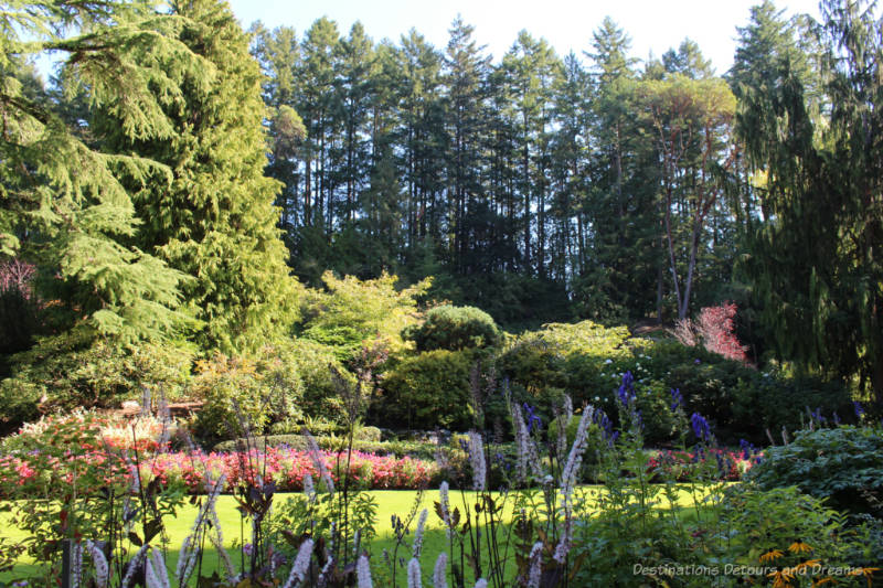 Flowers and shrubs with tall trees in the background