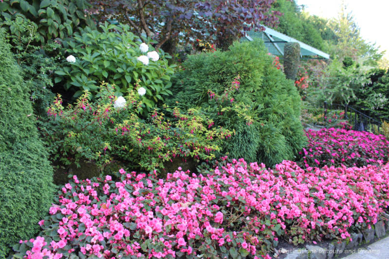 A massive planting of pink flowers with taller green shrubs and trees behind them