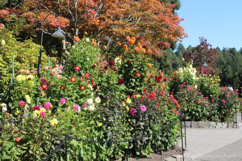 Dahlias in bloom