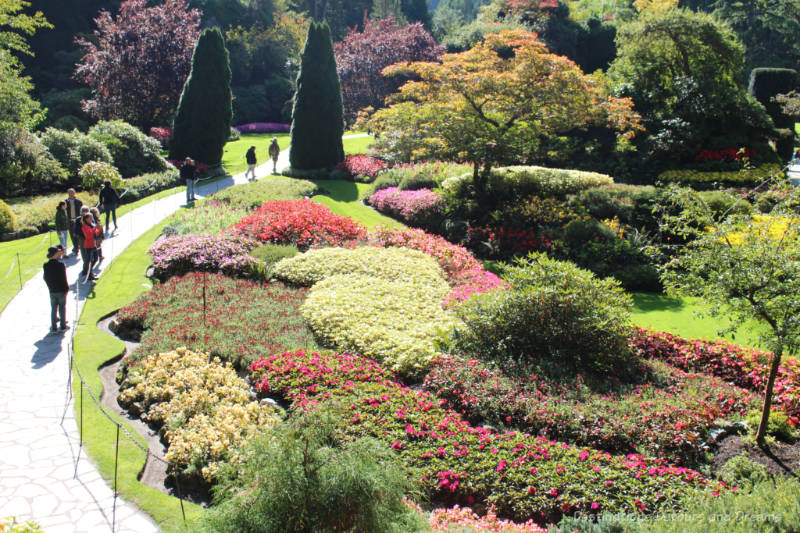 Curved beds of colourful flowers at Butchart Gardens