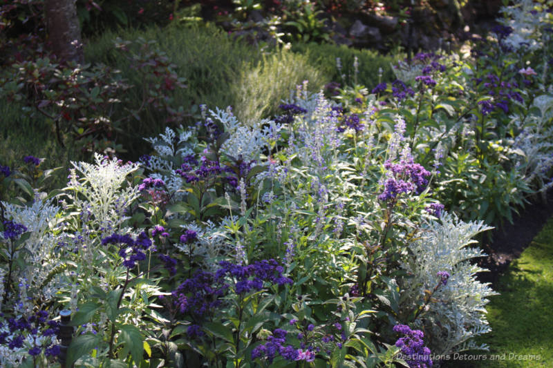 Mix of purples blooms and silver foliage in a garden bed at Butchart Gardens