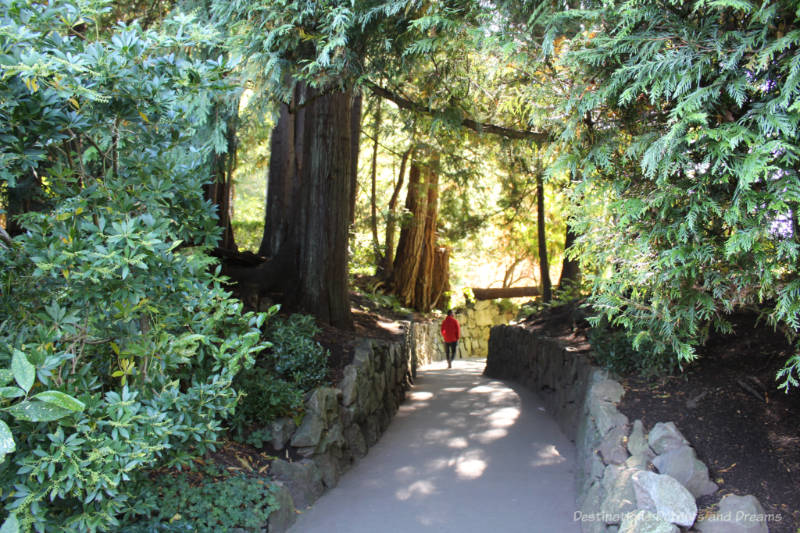 A paved, stone-edged walkway through tall trees at Butchart Gardens