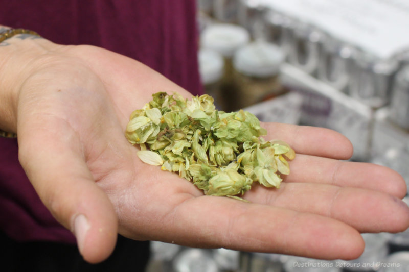 Woman holding hops in her hand