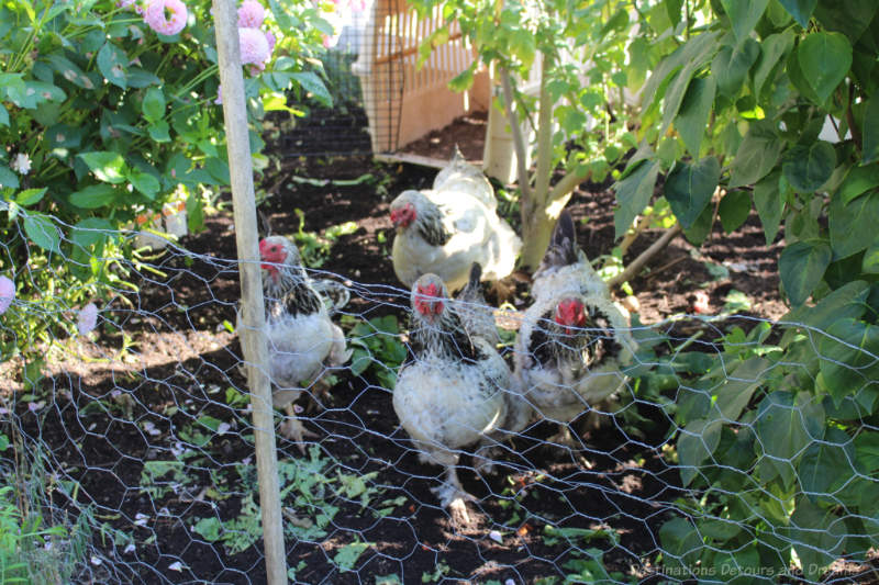 Brahma chickens