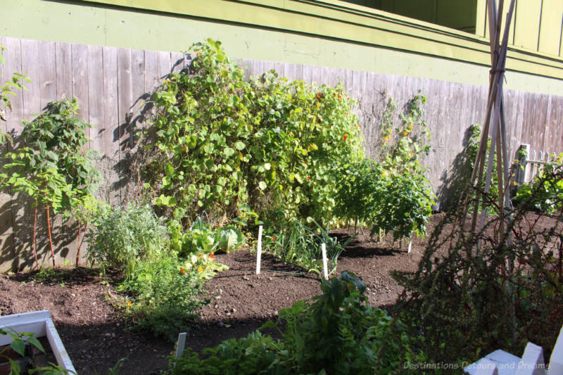 Heritage vegetable garden