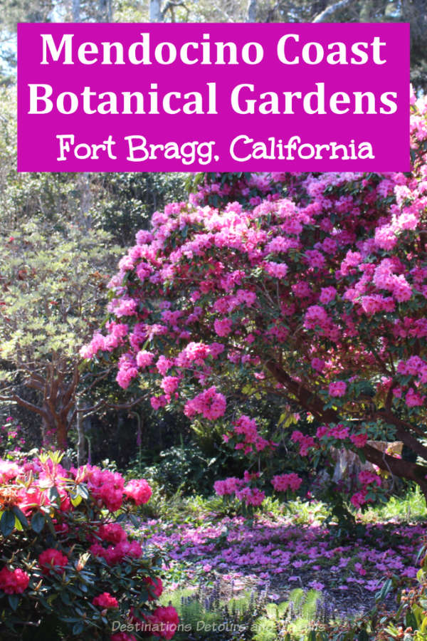 Mendocino Coast Botanical Gardens in Fort Bragg, California is located along the scenic Pacific Coast. It is particularly known for its rhododendrons in spring. #California #garden #rhododendron #PacificCoastHighway