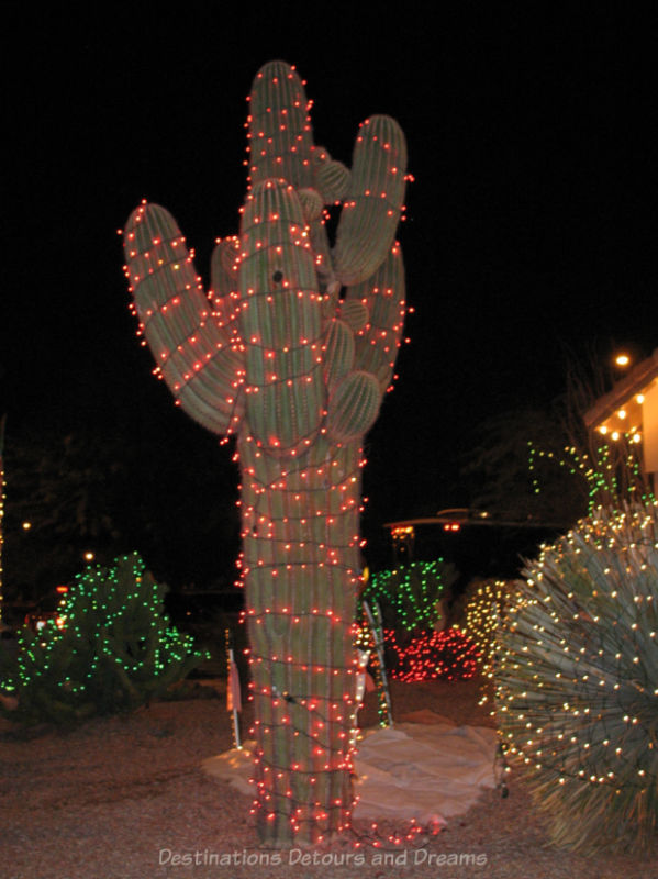 Cactus lit with Christmas lights