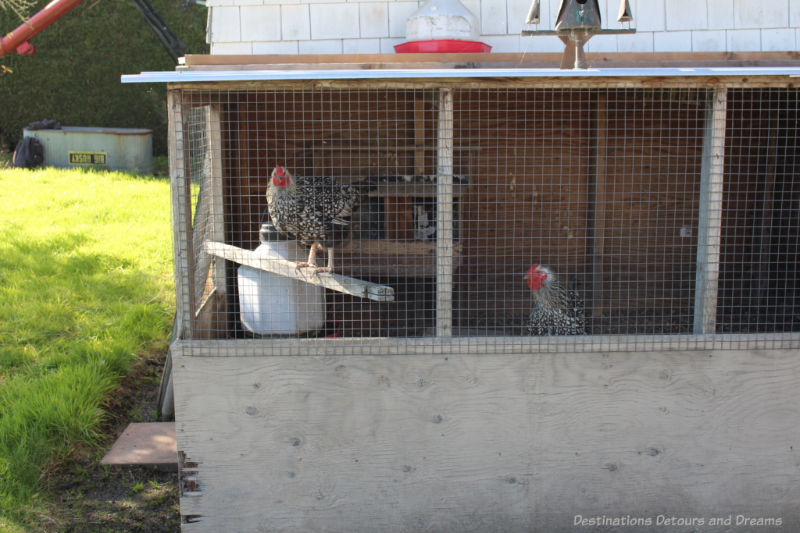 Chickens in their pen at The Roost