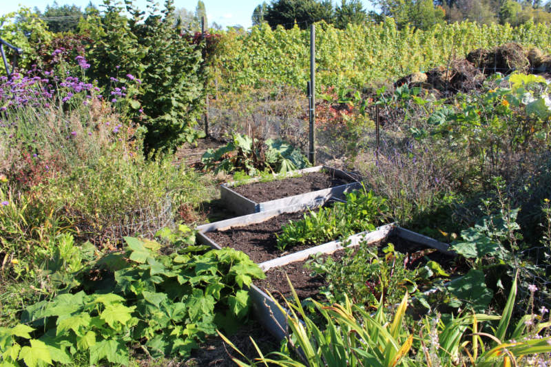 Garden beds with vineyard in background at The Roost