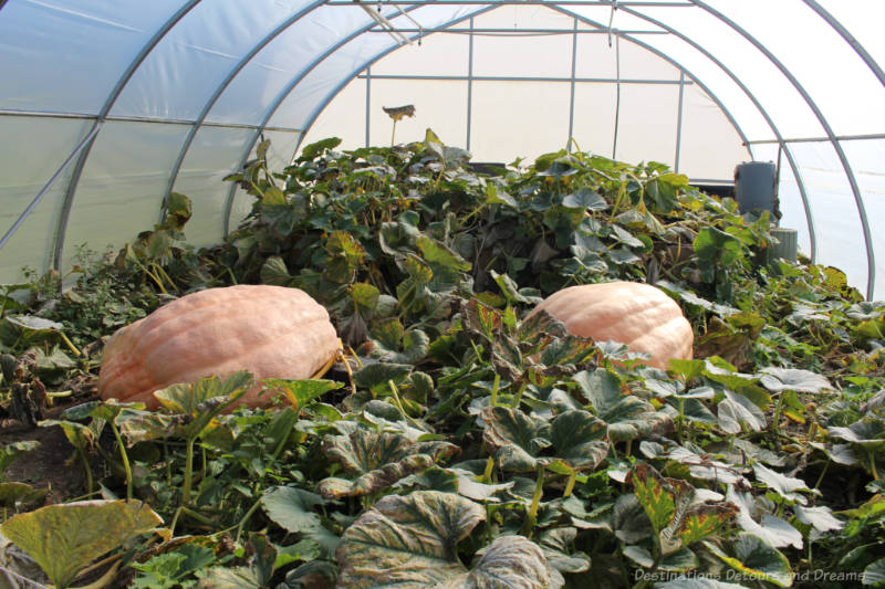 Roost Pumpkins Giant pumpkins growing in greenhouse at The Roost