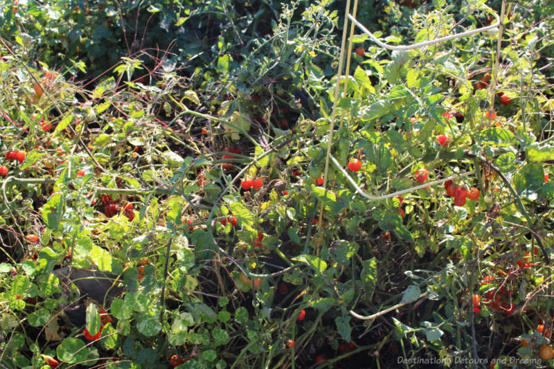 Roost Tomatoes Cherry tomatoes growing at The Roost