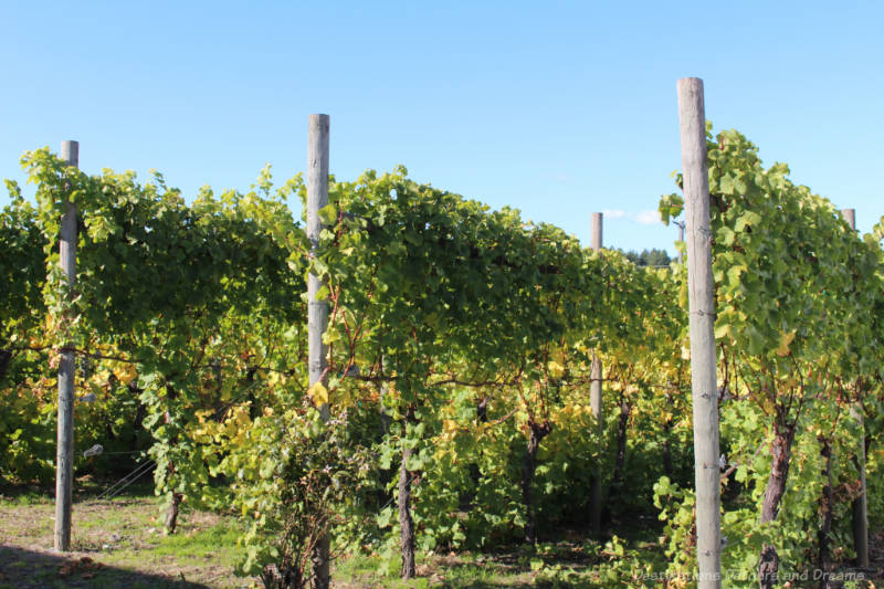 Staked grape vines at The Roost