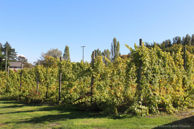 Roost Vineyard Vineyard at The Roost