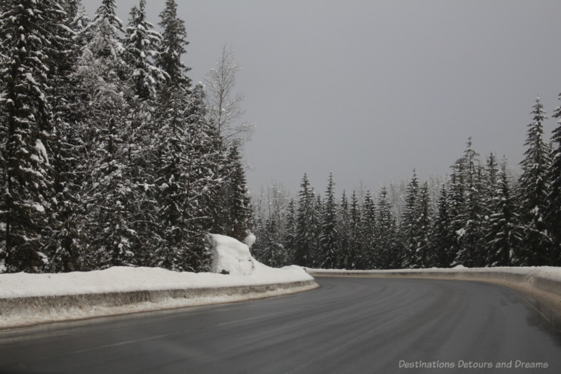 Snow-covered fir trees on a British Columbia mountain highway curve