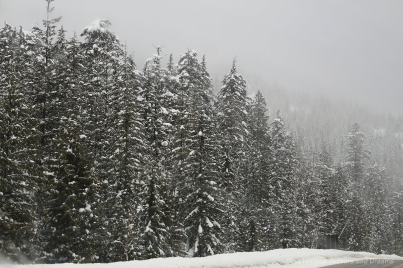 Snow covered fir trees in British Columbia mountains