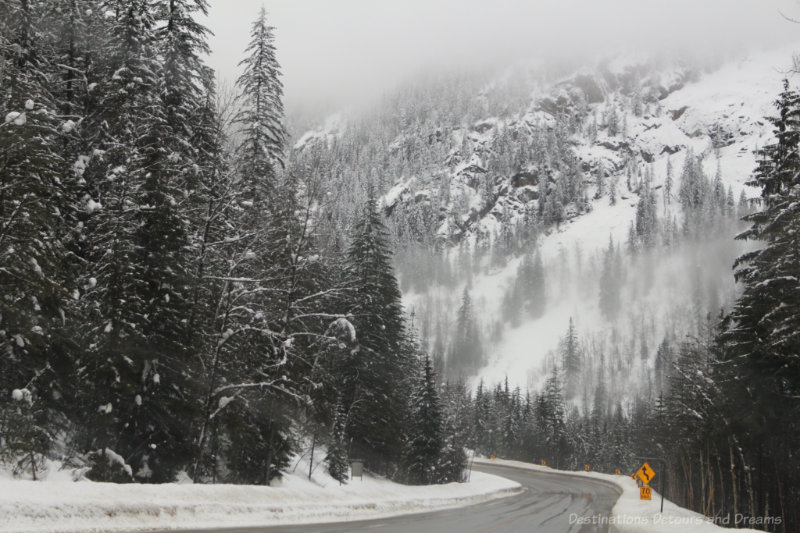 Fir trees and snowy mountain in British Columbia