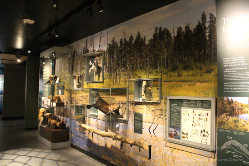 Display cases in Manitoba Museum containing boreal forest wildlife mounted on a wall painted with a woodland mural