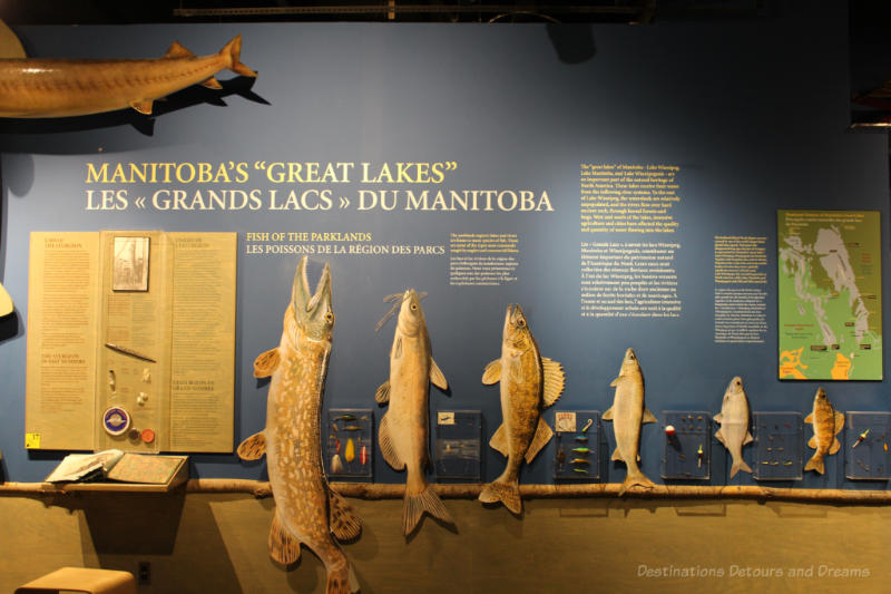 Various reconstructed fish mounted on a wall to illustrate the varieties of fish found in Manitoba lakes