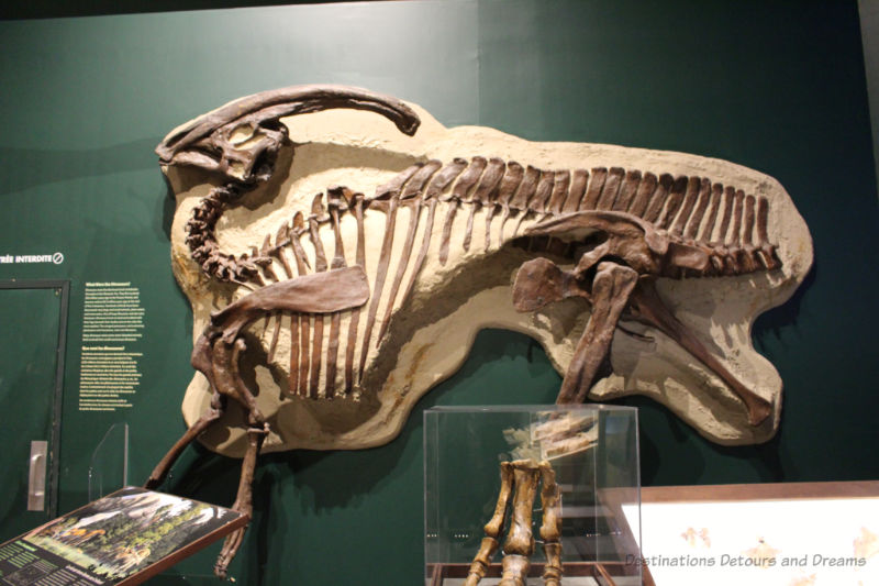 Pliosaur fossils mounted on a wall at Manitoba Museum