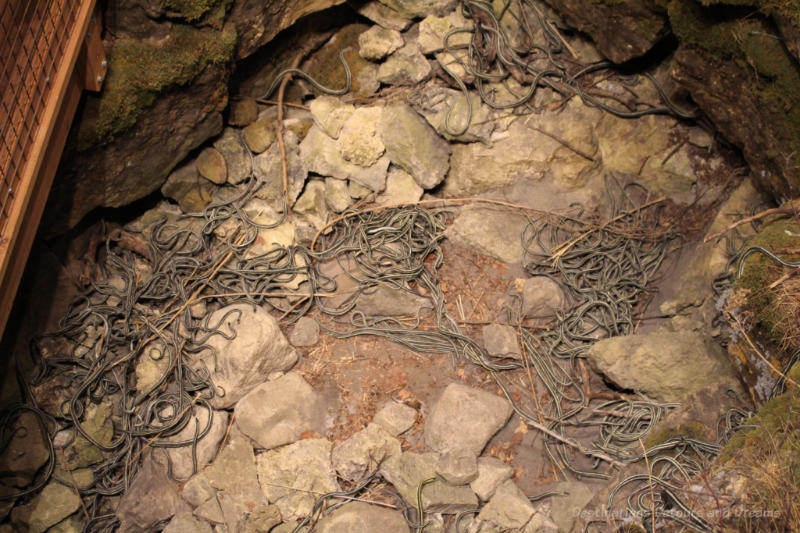 Reconstruction of a garter snake pit at Manitoba Museum