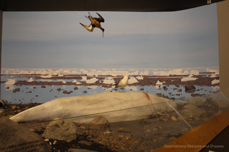 Reconstructed scene at Manitoba Museum showing whale wounded and beached along Hudson Bay