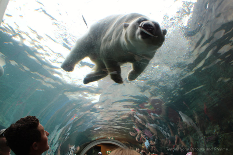 Polar bear with fish in mouth as view from inside the viewing tunnel at Assiniboine Park Zoo in Winnipeg, Manitoba