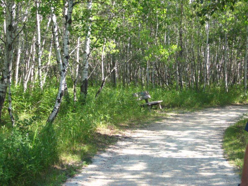 A walking path and a bench along the side of a birch forest