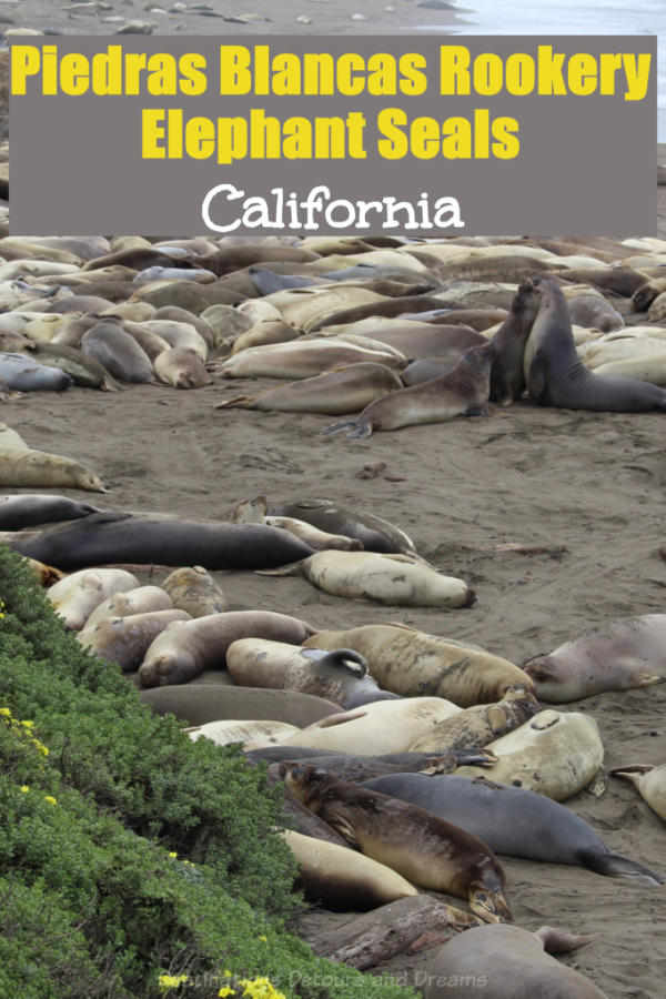 Elephant Seals In California California Elephant Seals: Viewing northern elephant seals at Piedras Blancas rookery along California's central coast #elephantseal #California #rookery #PiedrasBlancas