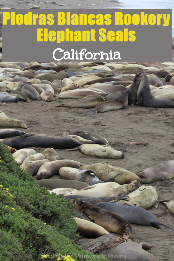 California Elephant Seals: Viewing northern elephant seals at Piedras Blancas rookery along California's central coast #elephantseal #California #rookery #PiedrasBlancas