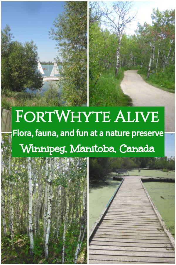 Connect with nature at FortWhyte Alive in Winnipeg, Manitoba, Canada: nature trails, wildlife viewing, outdoor recreation One of top attractions and things to do in Winnipeg, Manitoba #Winnipeg #Manitoba #Canada #travel