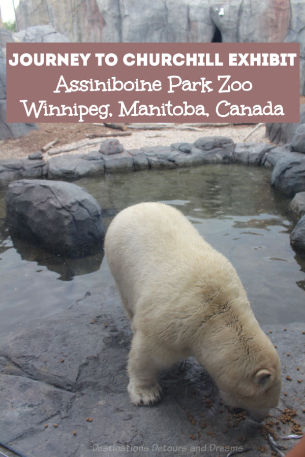 Journey to Churchill exhibit at Assiniboine Park Zoo is a top thing to do in Winnipeg, Manitoba. Polar bears are a prime attraction of this Canadian Signature Experience that a provides glimpse into northern landscapes and wildlife. #Canada #Winnipeg #Manitoba #zoo #Canadiantravel