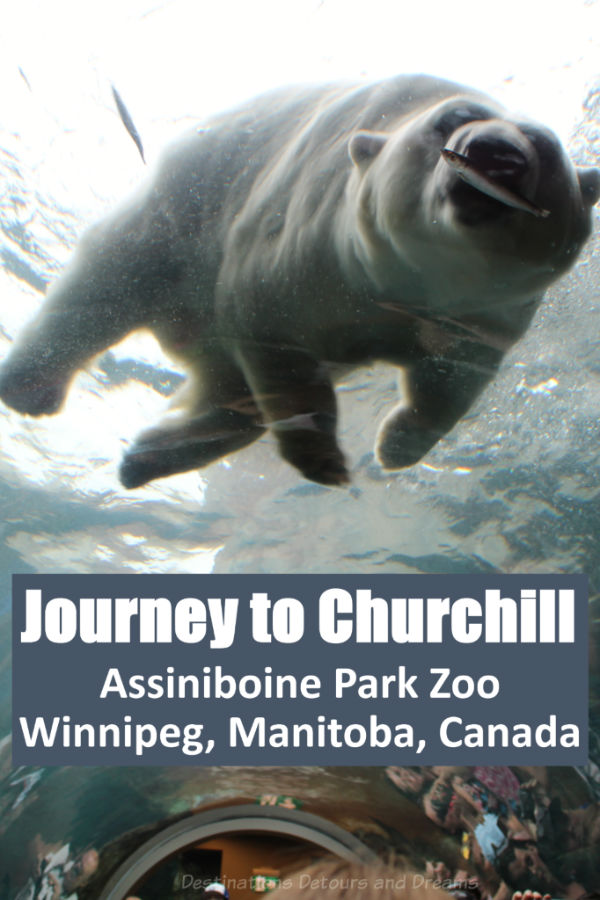 Journey to Churchill exhibit at Assiniboine Park Zoo is a top thing to do in Winnipeg, Manitoba. Polar bears are a prime attraction of this Canadian Signature Experience that a provides glimpse into northern landscapes and wildlife. #Canada #Winnipeg #Manitoba #zoo #Canadiantravel