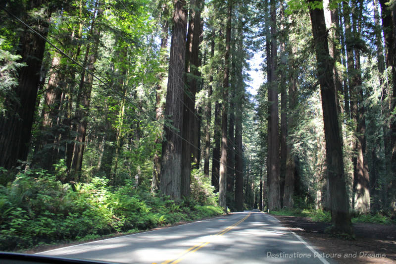 Road flanked by towering redwood trees along Avenue of the Giants