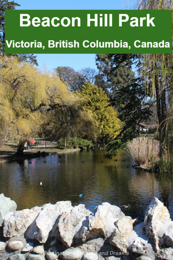 Beacon Hill Park: a 200-acre park in downtown Victoria, British Columbia with trees, paths, ponds, gardens, playgrounds, children's farm #Canada #BritishColumbia #Victoria #park