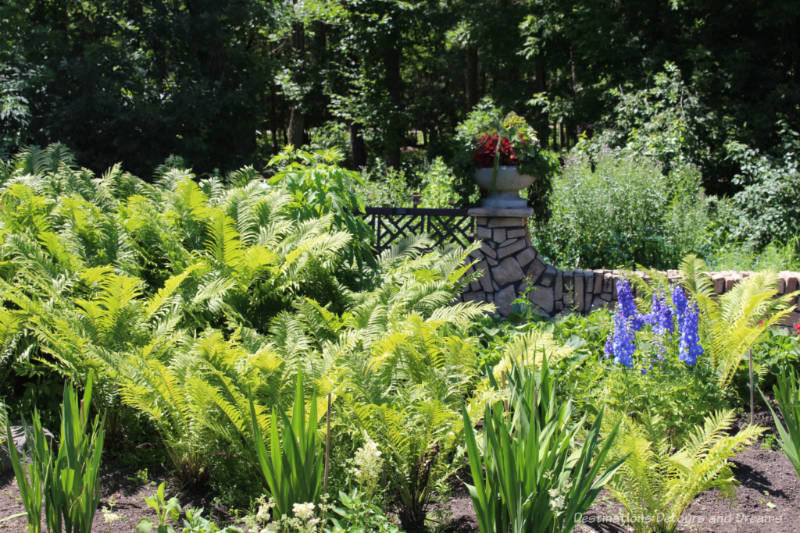 Ferns and purple blooming delphiniums in front of a stone fence and tall trees